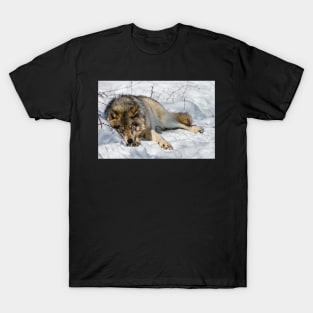 Gray Wolf T-Shirt